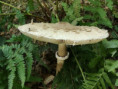 /album/a-schwammige-gschicht/schwammig-009-jpg/