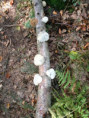 /album/a-schwammige-gschicht/schwammig-010-jpg/